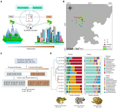 Urbanization increases stochasticity and reduces the ecological stability of microbial communities in amphibian hosts